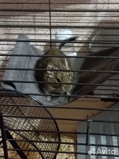 Белка дегу с клеткой