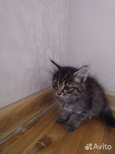 Кошка в дар