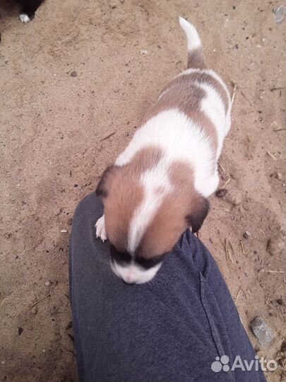 Дети в добрые руки