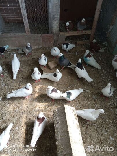 Голуби высоколетные