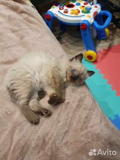 Кот (котёнок) бесплатно