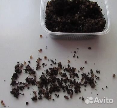 Коконы червя Дендробена Венета