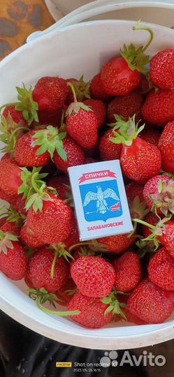 Ранняя, Ремонтантная