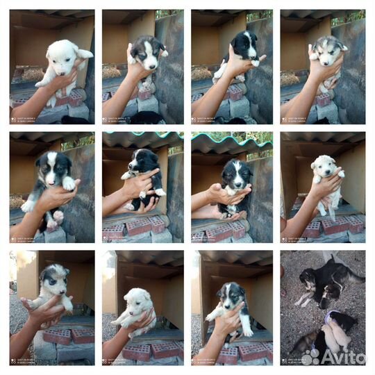 Щенята ищут семью
