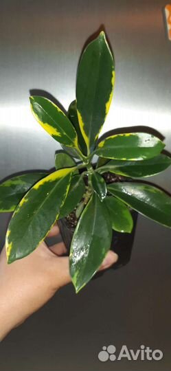 Комнатные растения (без торга и скидок)