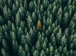 Аренда леса Производсво леса