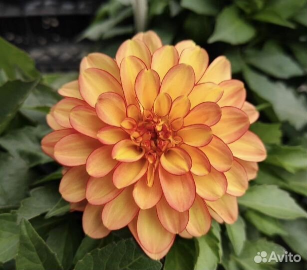 Георгины укорененные черенки