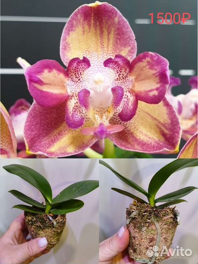 Орхидея Микс, комнатные растения