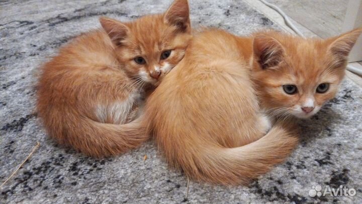 Котята в добрые руки приучены к лотку