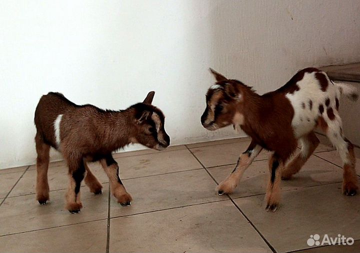 Камерунки, ламанча, камори. Дойные козы