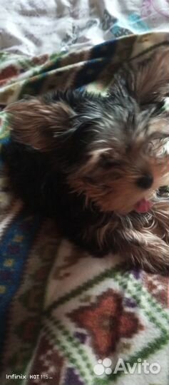 Йоркширский терьер девочка