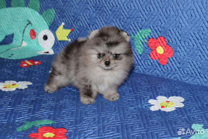 Шпиц мини мерле