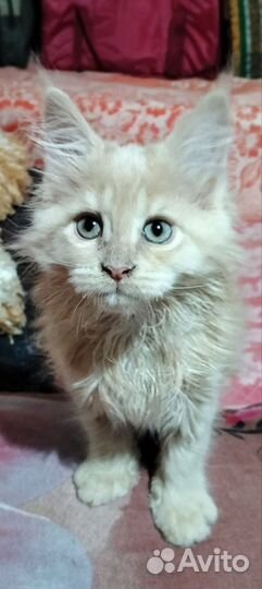 Котята мейн-кун