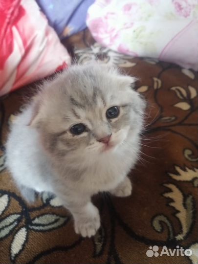 Котята вислоухой шотландской кошки