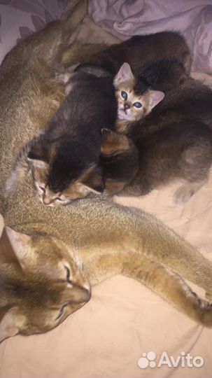 Котята абиссинские