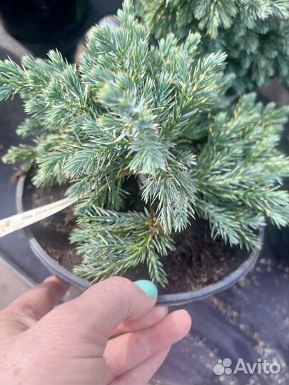 Можжевельник чешуйчатый блю стар