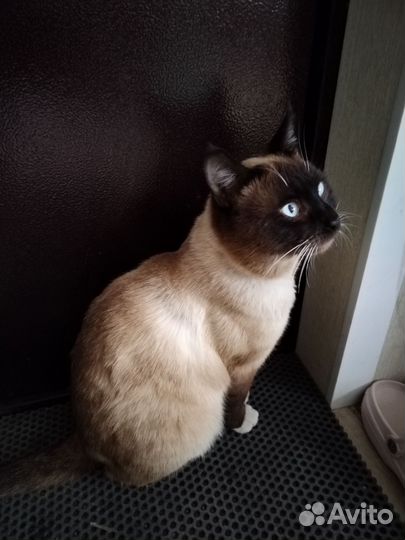 Тайские котята