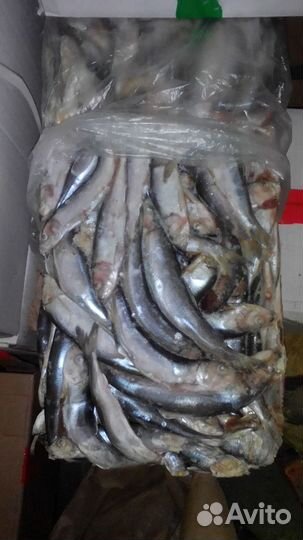 Рыба для собак, кошек, животных