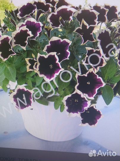 Продаю черенки