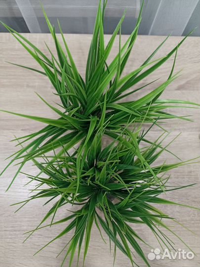 Осока низкая и высокая без кашпо