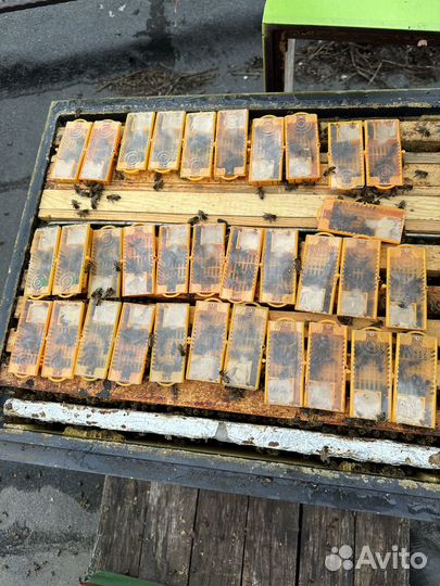 Матки пчелиные, карника F1 не плодные