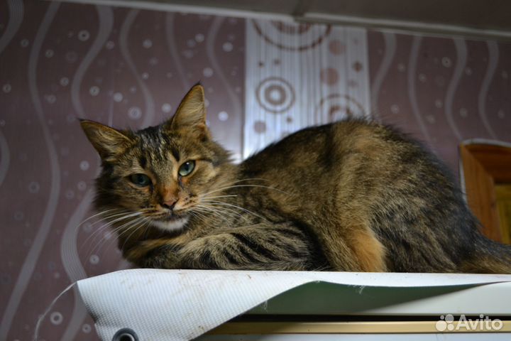 Кошечка с особенными глазами