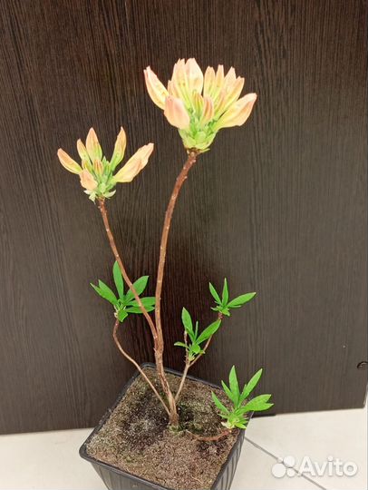 Рододендроны