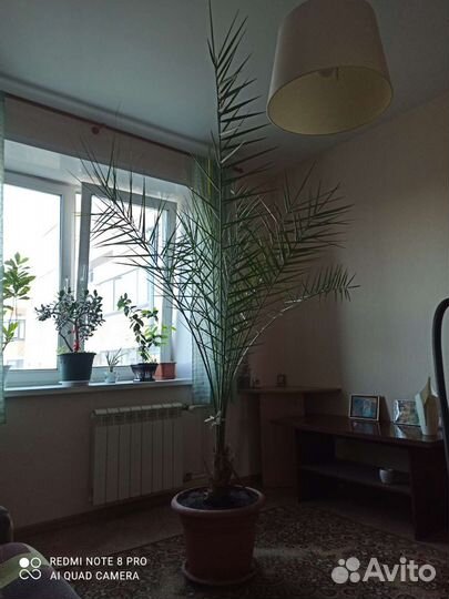 Финиковая пальма для офиса