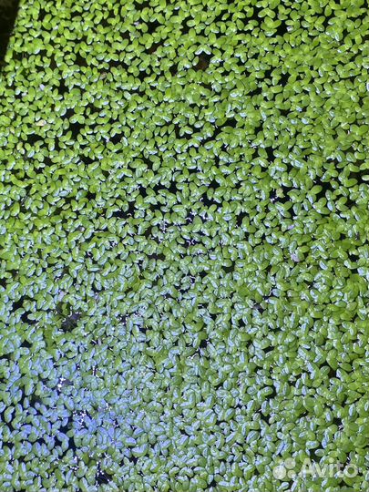 Ряска для аквариума