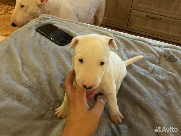 Бультерьер