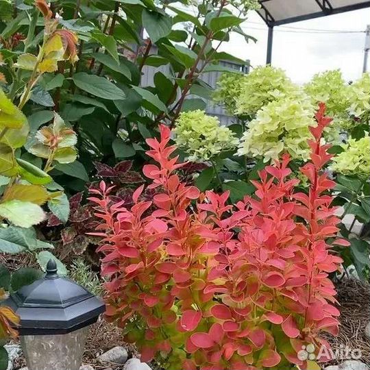 Барбарис колонна (читайте описание)