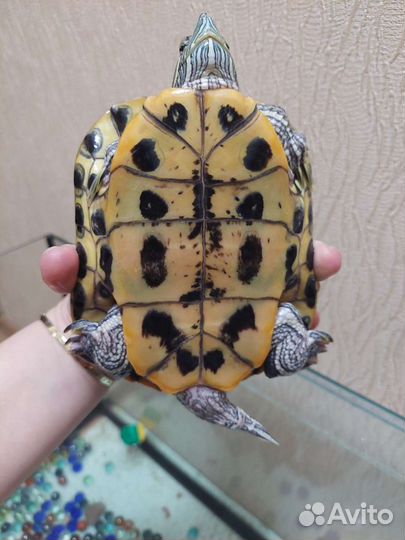 5 лет,16 см, самец
