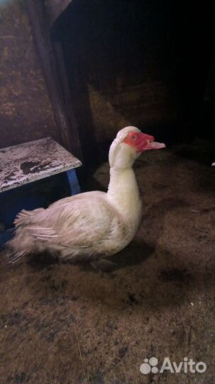 Мускусные утки индоутки индоутята