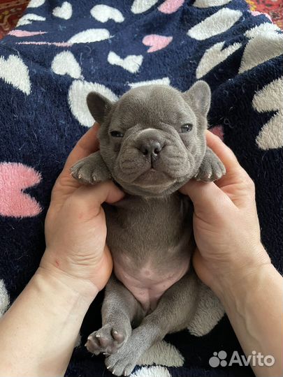 Щенки лиловой и изабелла генетики