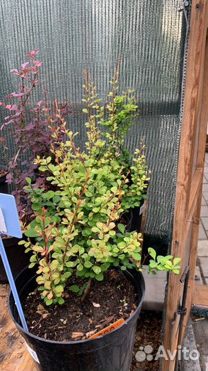 Барбарис тунберга