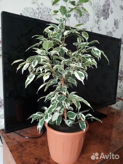 Фикус бенджамина пестролистный