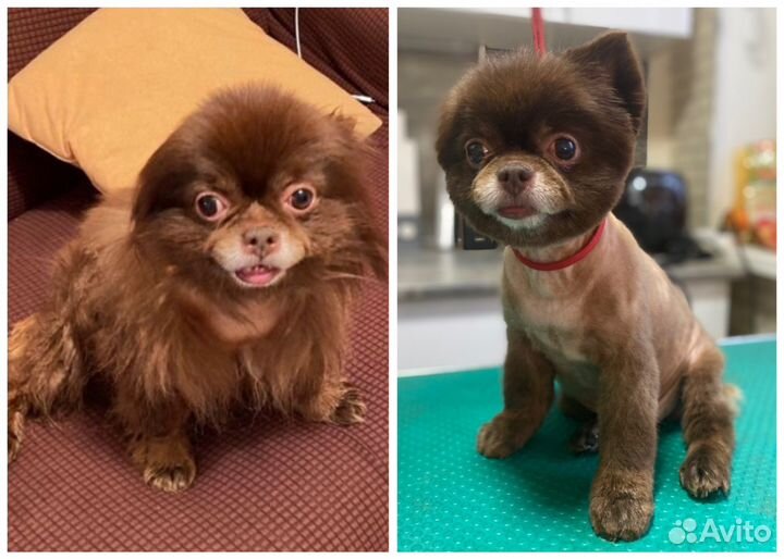 Услуги грумера