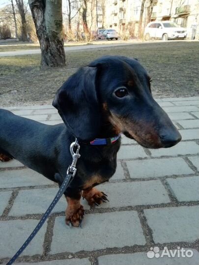 Такса, вязка