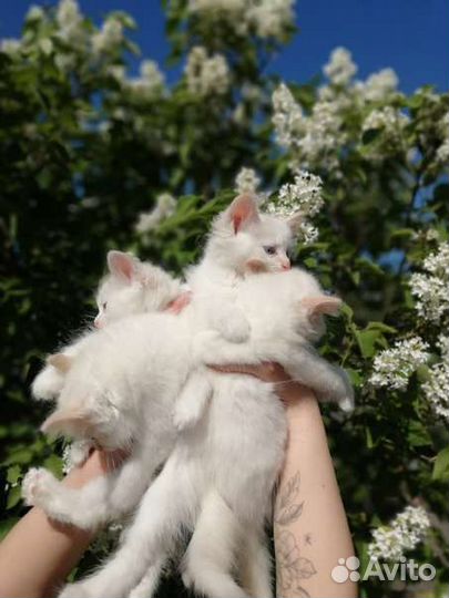 Турецкая ангора