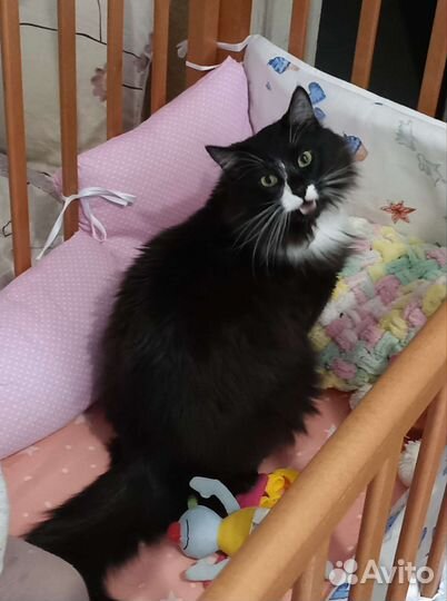 Коты в добрые руки