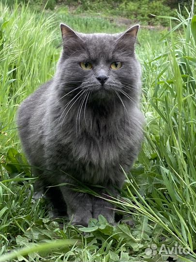 Передержка домашних животных