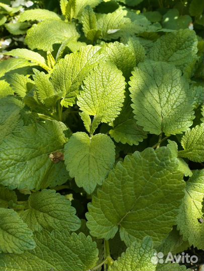 Мелиса, мята