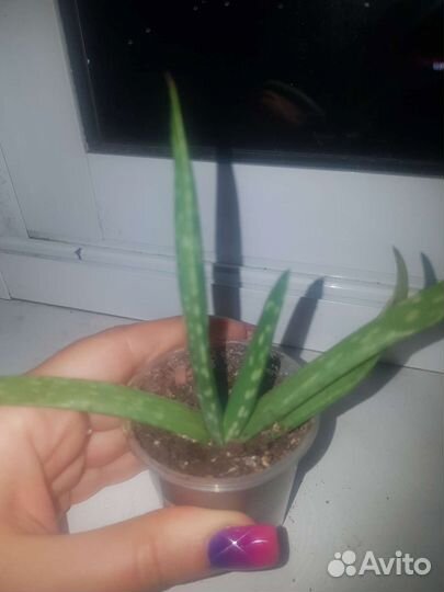 Алое лечебный