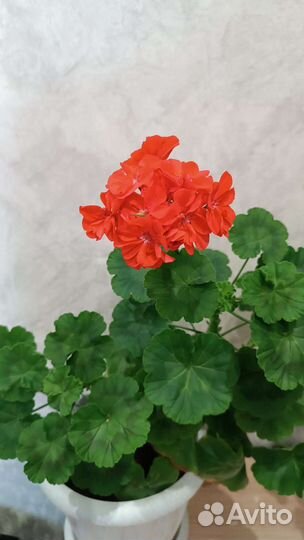 Пеларгония герань