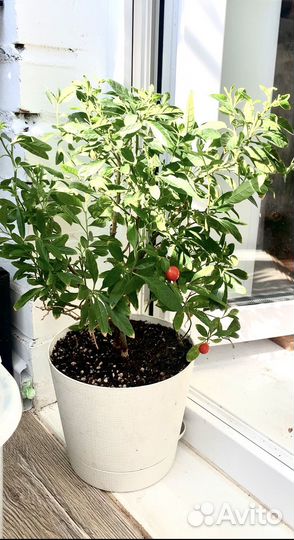 Комнатные растения. Юкка, хлорофитум, сеткреазия