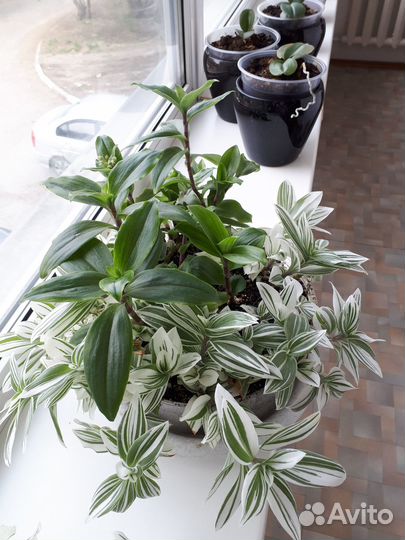 Комнатные растения