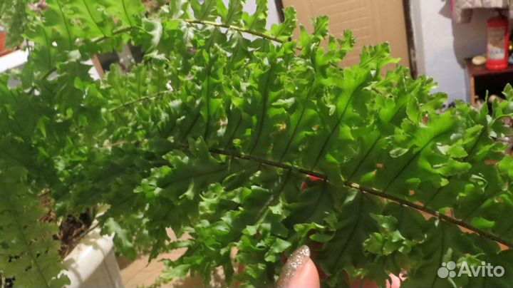 Продам фуксии, папоротники и др