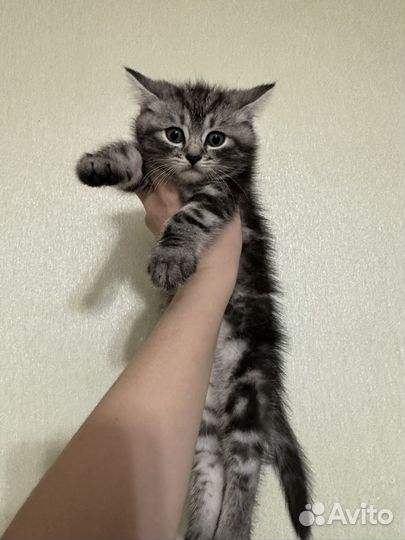 Котята невской-маскарадной
