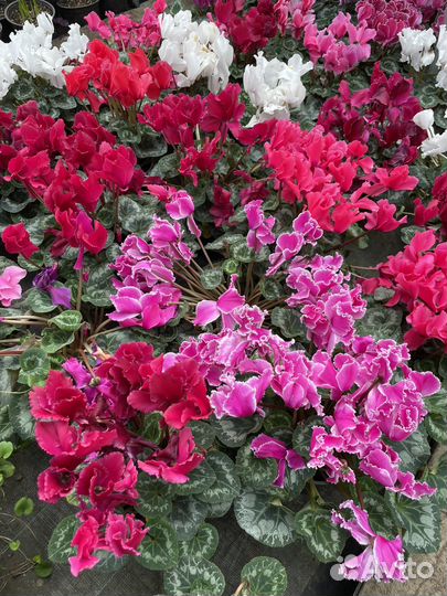 Цветы, рассада