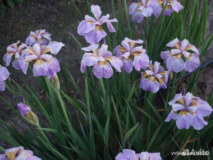 Ирис сибирский, сорта